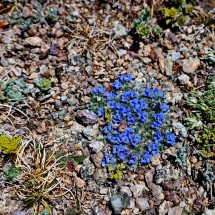 Blue flowers close to the summit of Mount Elbert